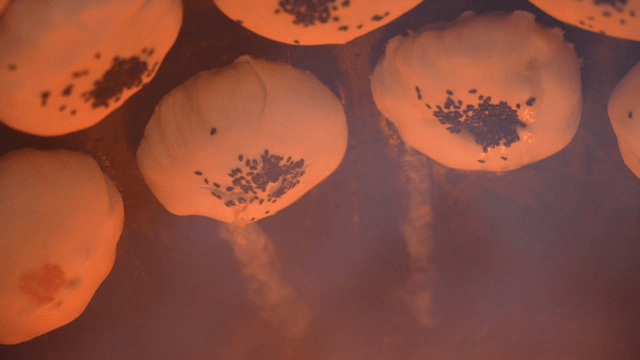 Fire oven dumplings topped with sesame seeds baking hot in the oven