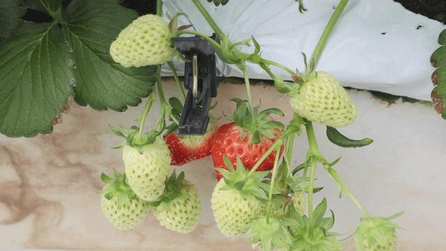 Strawberries ripening on the vine