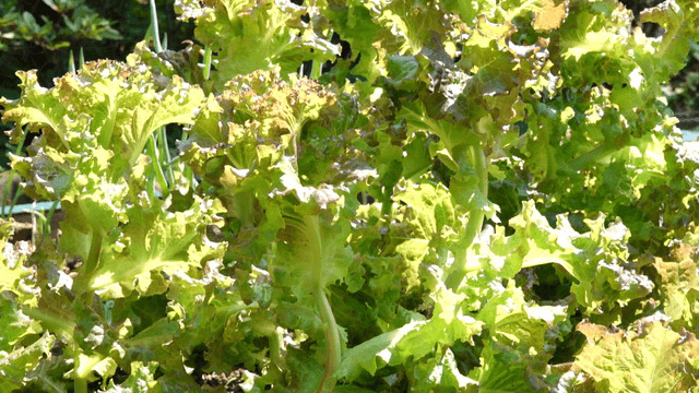 Fresh green lettuce growing in a garden