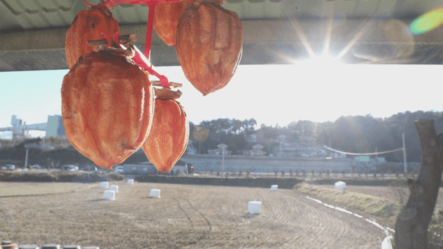 Dried persimmons hanging in the sunlight