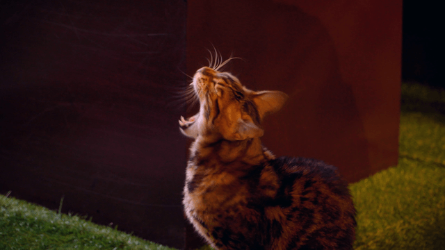 Cat sitting on artificial grass indoors