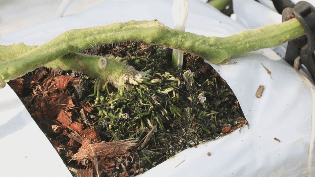 Close-up of a plant stem in soil