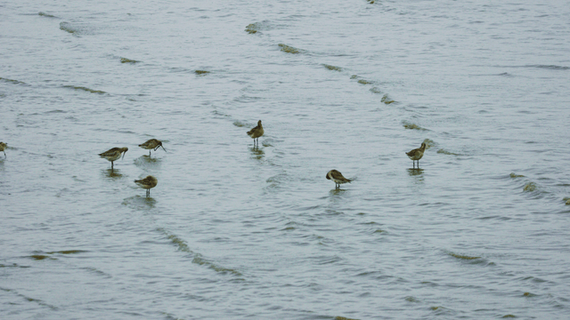 Sandpipers preening their feathers on the shallow shore