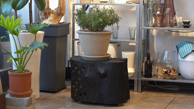 Indoor plant on a unique wooden table