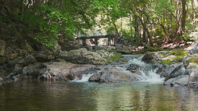 Quiet forest stream with a small bridge