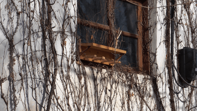 Window with vines and wooden shelf