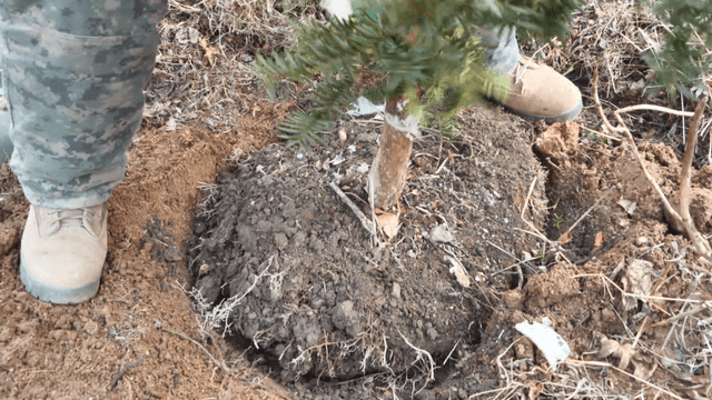 Person planting a small tree in soil