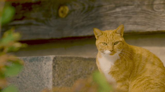 Ginger cat sitting by a stone wall