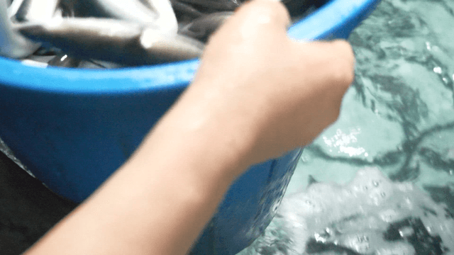 Live eels flapping inside blue bucket