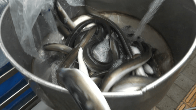 Eels being moved from metal container