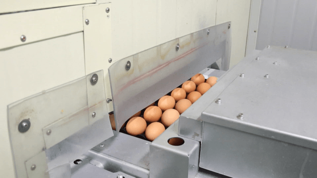 Eggs moving on conveyor belt in factory
