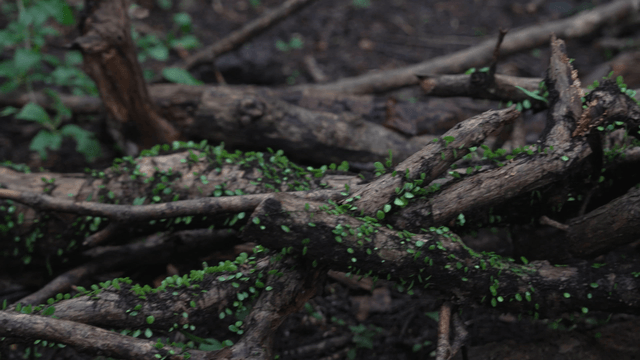 Forest floor with moss and vine covered branch