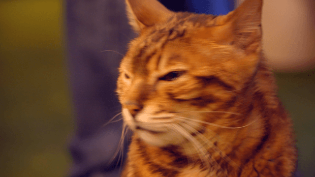 Cat with a focused gaze indoors