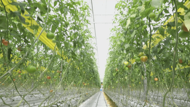 Green tomatoes growing in a greenhouse