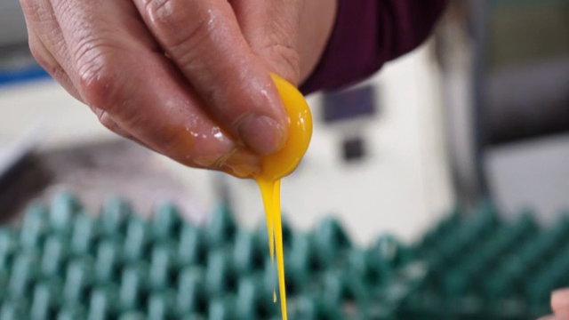 Hand squeezing egg yolk over egg tray