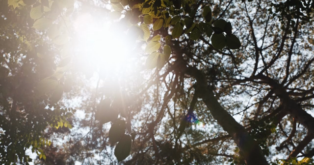 Sunlight filtering through forest leaves