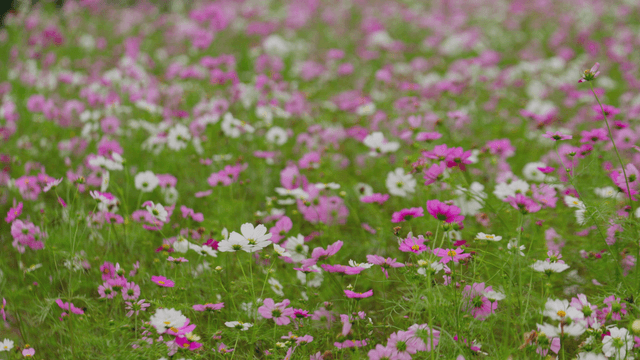 Field of pink and white cosmos flowers