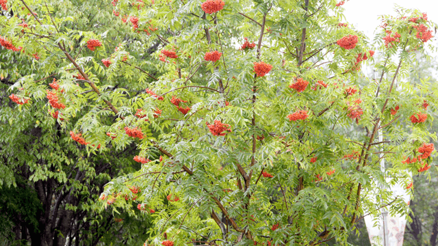Orange blossoms hanging among green trees