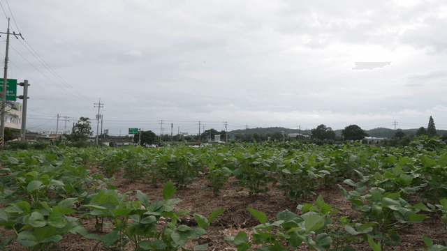 Green crop field under cloudy sky