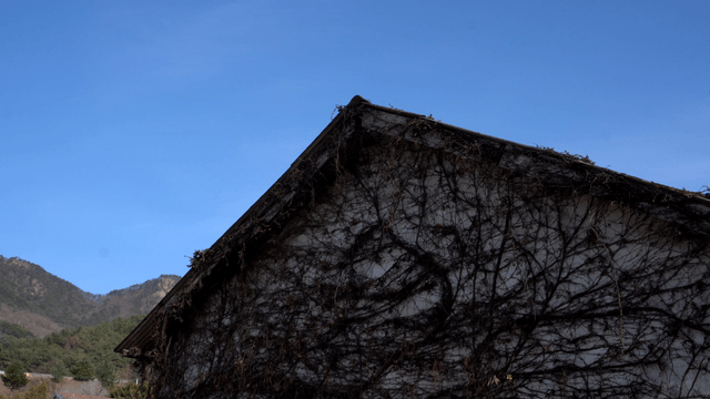 Building covered with vines under clear sky