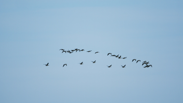 하늘을 대형을 갖추어 나는 새 떼