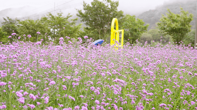 Visitors walking through a misty field of purple flowers