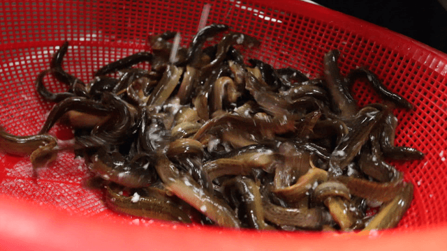 Loaches washed with salt in a red basket