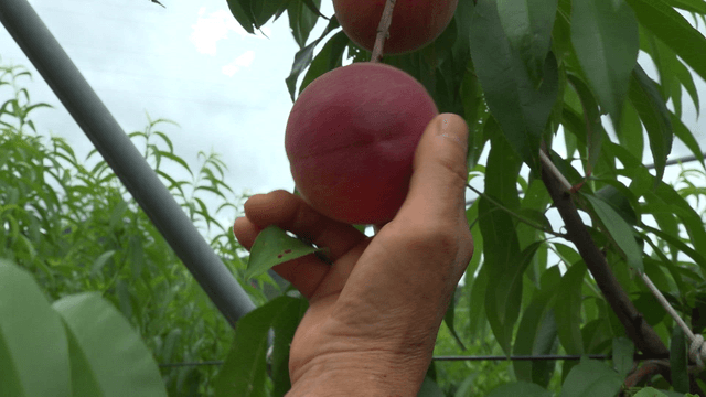 Hand inspecting ripe peaches