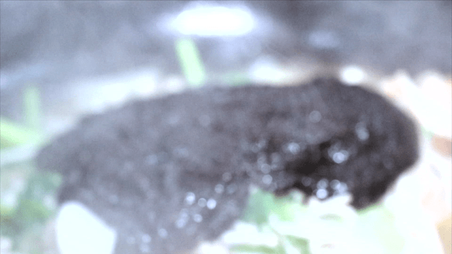 Spicy sauce poured over cod and vegetables