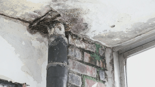 Mold and damage on a building wall