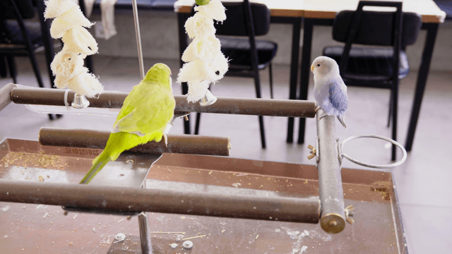 Parrots of various colors perched on wooden stands in a parrot cafe