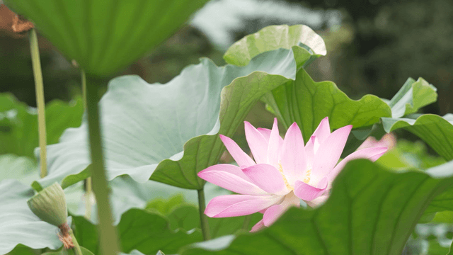 Light pink lotus blooming among green leaves