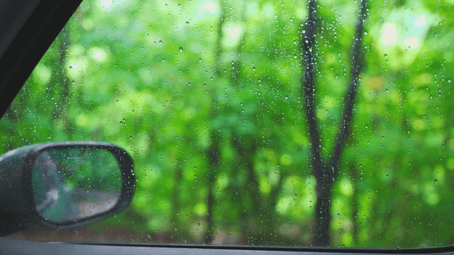 Rainy forest view from inside a car