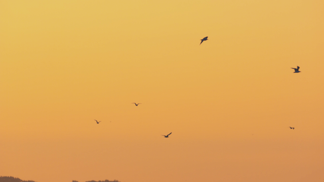 Birds flying across the orange sunset sky