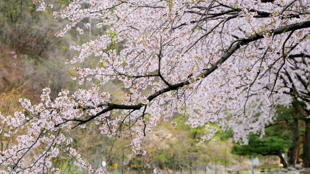 Cherry blossoms in a serene outdoor park