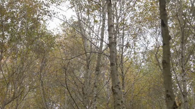 A serene forest with tall trees