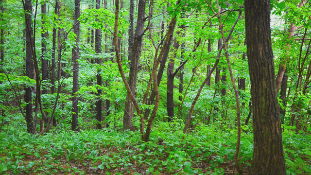 Dense forest with tall trees