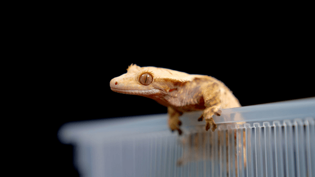 Gecko perched on a plastic container