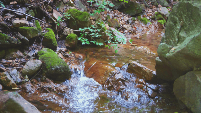 A small stream flowing over mossy rocks