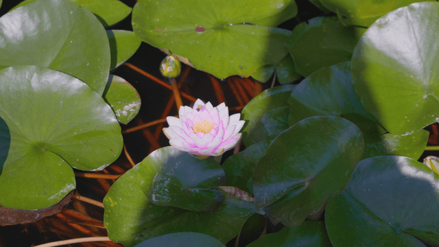Light pink water lily flower with bee