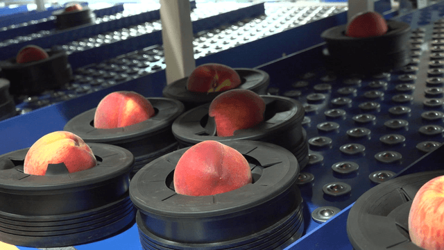 Peaches being sorted and moving down in a factory
