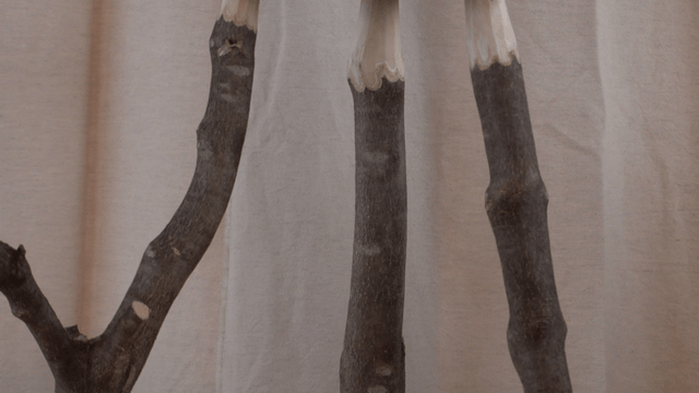 Wooden chair crafted from natural tree branches