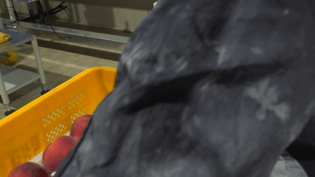 Peach boxes moving onto a factory conveyor