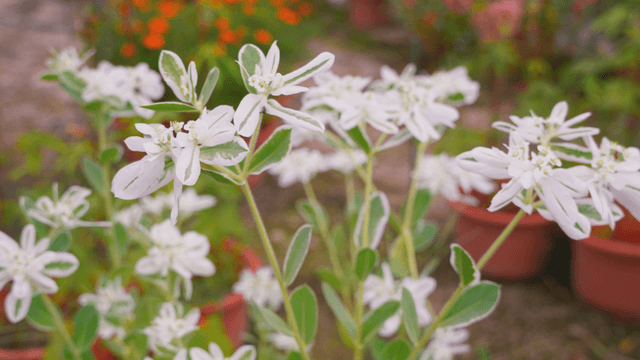 White flowers swaying in the breeze