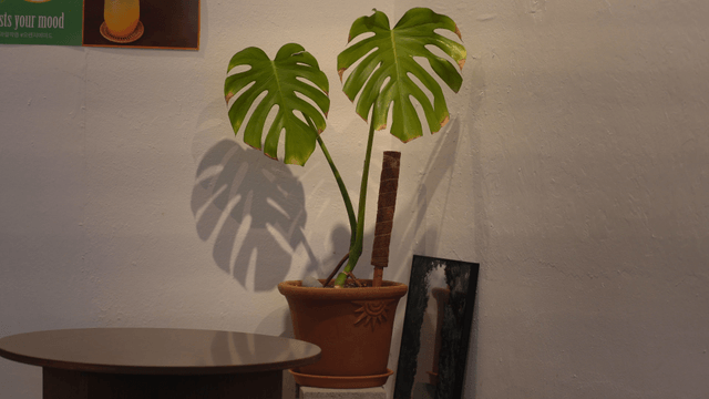 Cafe with potted plants having broad green leaves