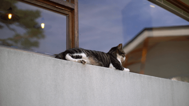 Cat lounging on a concrete ledge