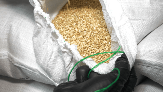 Hands opening a sack of buckwheat in a storage room