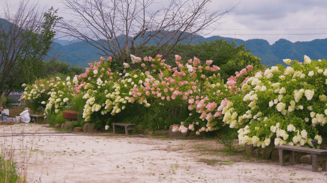 Colorful hydrangea flower field