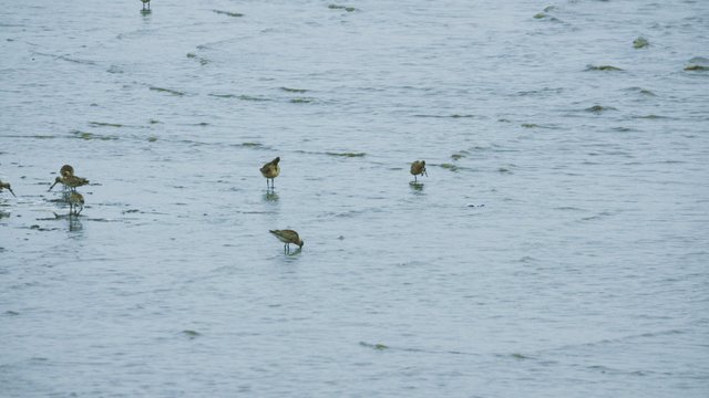 Sandpipers splashing in shallow water