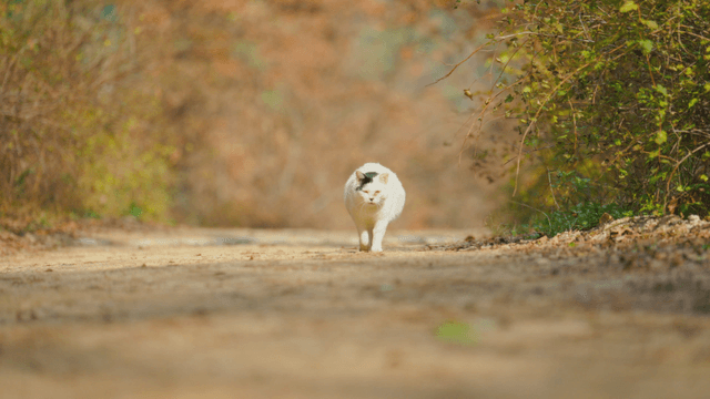A cat walking on a forest path